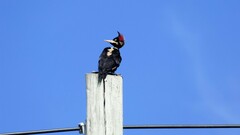 Campephilus leucopogon