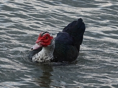Cairina moschata domestica