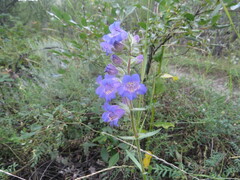 Penstemon gormanii