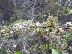 Gymnosporia buxifolia