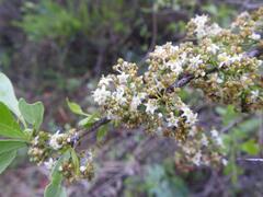 Gymnosporia buxifolia