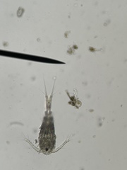 Neocopepoda