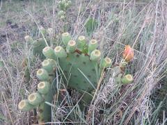 Opuntia stricta