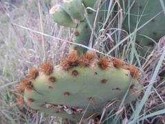 Opuntia stricta