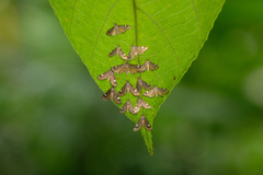 Strepsinoma croesusalis