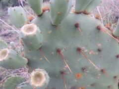 Opuntia stricta