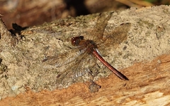 Sympetrum striolatum