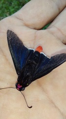 Mysarbia sejanus