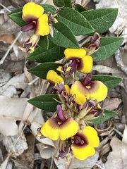 Bossiaea ornata