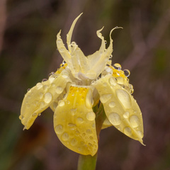 Moraea bituminosa