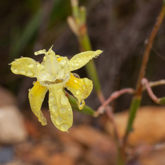 Moraea bituminosa