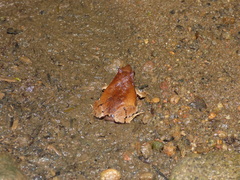 Physalaemus signifer