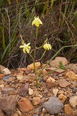 Moraea bituminosa