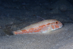 Mullus barbatus