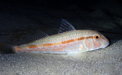 Mullus barbatus