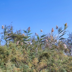Phragmites australis altissimus