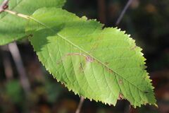 Lyonetia clerkella