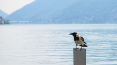 Corvus cornix