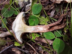 Psiloboletinus lariceti