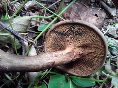 Psiloboletinus lariceti