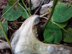 Psiloboletinus lariceti