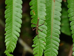 Ceroys perfoliatus