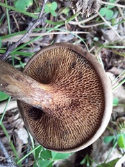 Psiloboletinus lariceti