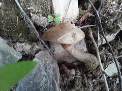 Psiloboletinus lariceti