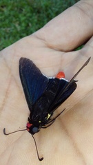 Mysarbia sejanus