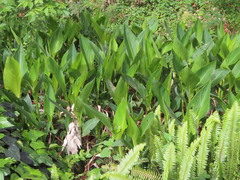 Canna indica
