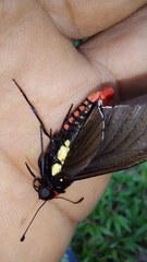 Mysarbia sejanus