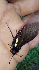 Mysarbia sejanus