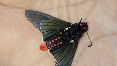 Mysarbia sejanus