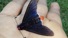 Mysarbia sejanus