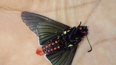 Mysarbia sejanus