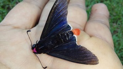 Mysarbia sejanus