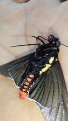 Mysarbia sejanus