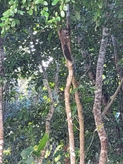 Sciurus yucatanensis