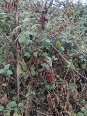 Rubus creticus
