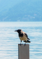 Corvus cornix