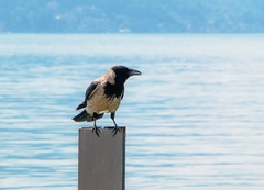 Corvus cornix