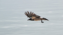 Corvus cornix