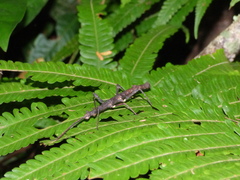 Ceroys perfoliatus