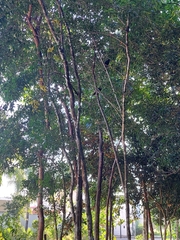 Cyanocorax yucatanicus