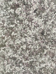 Tidestromia lanuginosa