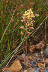 Tritoniopsis parviflora