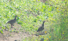 Ortygornis pondicerianus