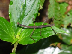 Ceroys perfoliatus