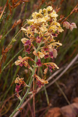 Tritoniopsis parviflora