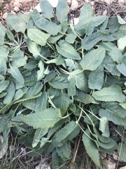 Betonica officinalis